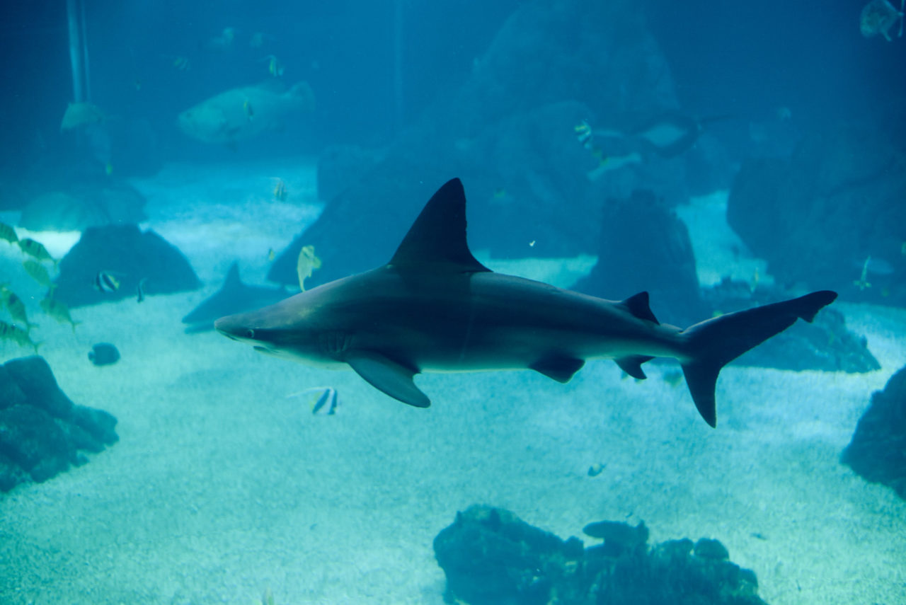 Oceanarium Lisbon Portugal Photographed by Lucian Niculescu