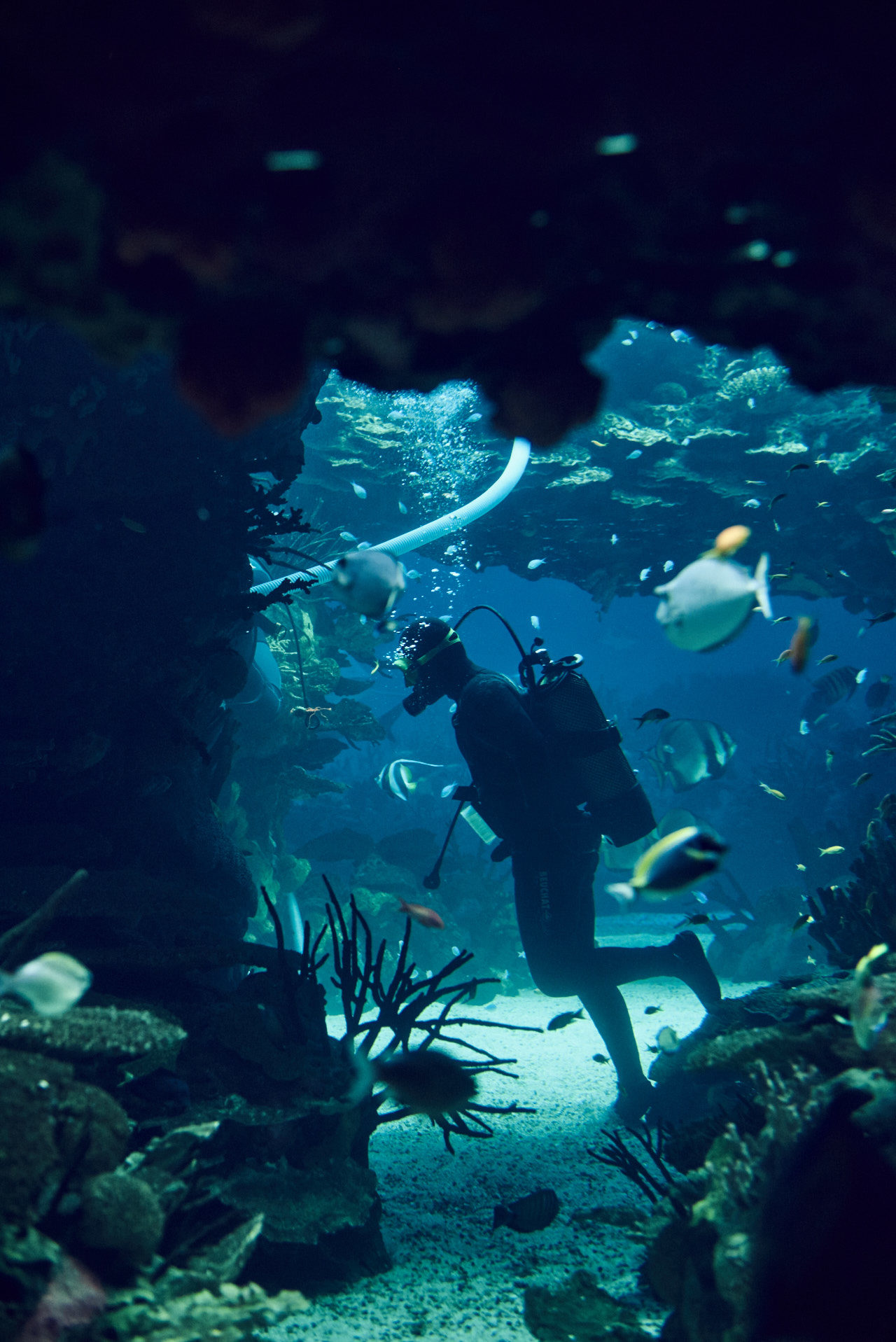 Oceanarium Lisbon Portugal Photographed by Lucian Niculescu