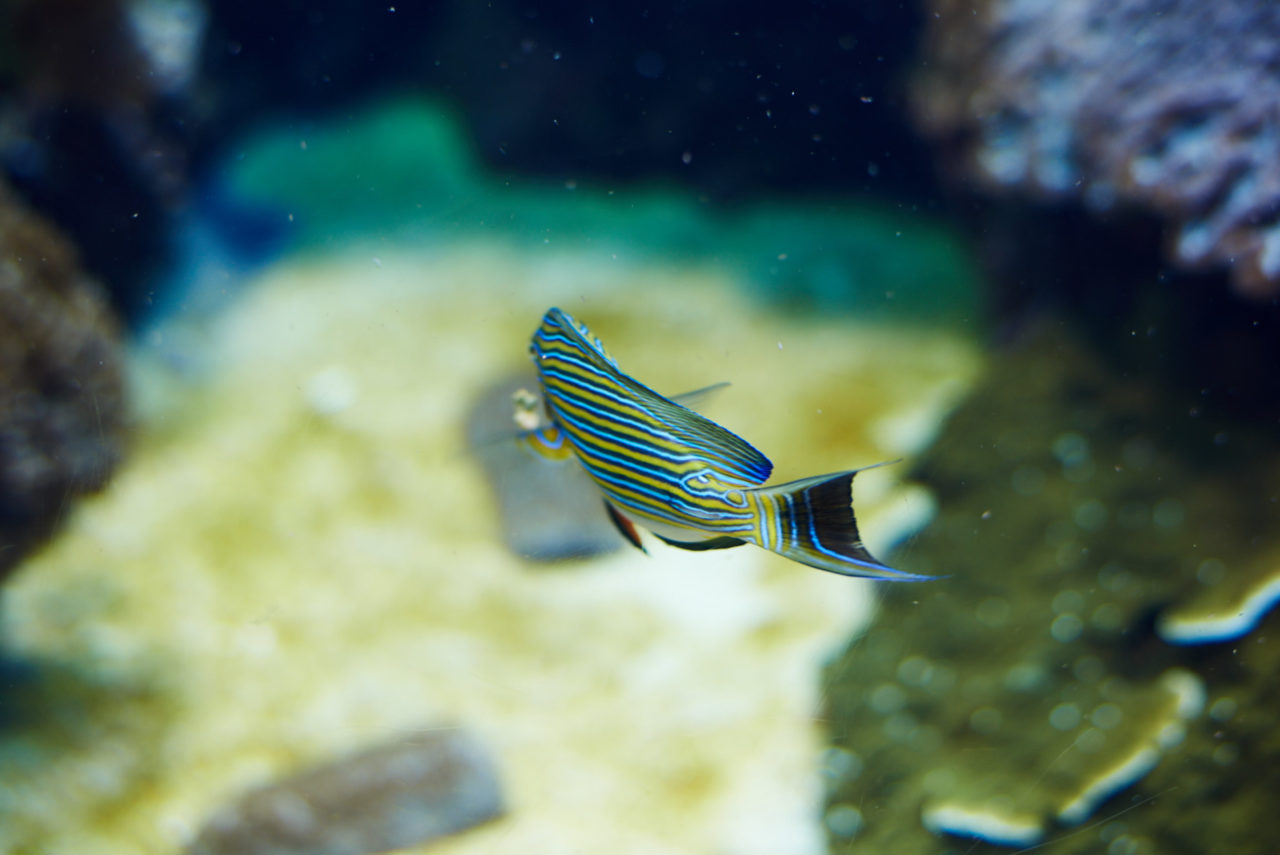 Oceanarium Lisbon Portugal Photographed by Lucian Niculescu