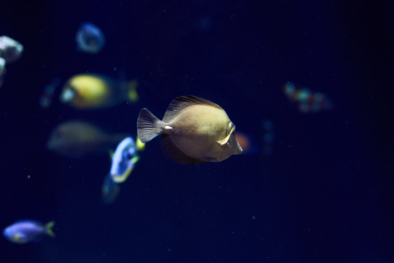 Oceanarium Lisbon Portugal Photographed by Lucian Niculescu