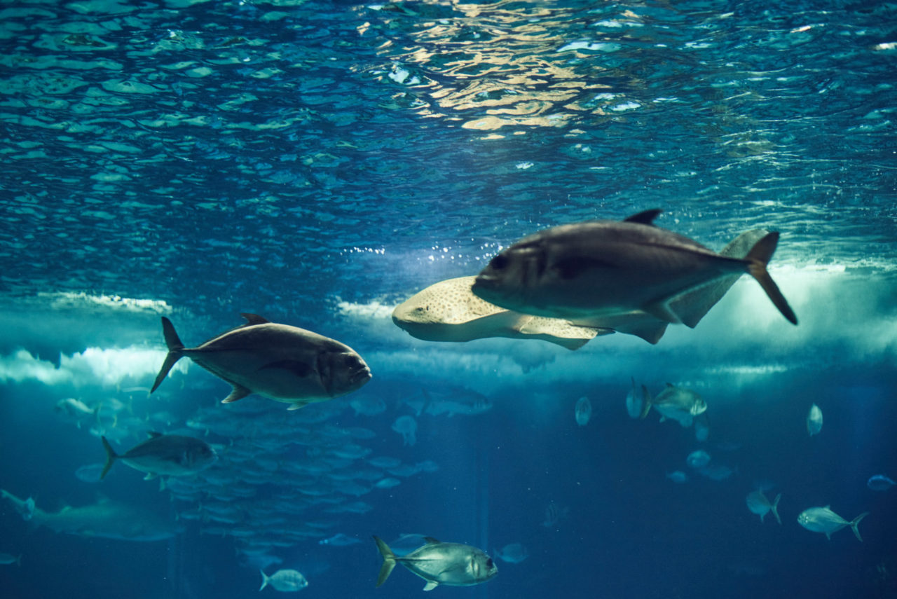 Oceanarium Lisbon Portugal Photographed by Lucian Niculescu