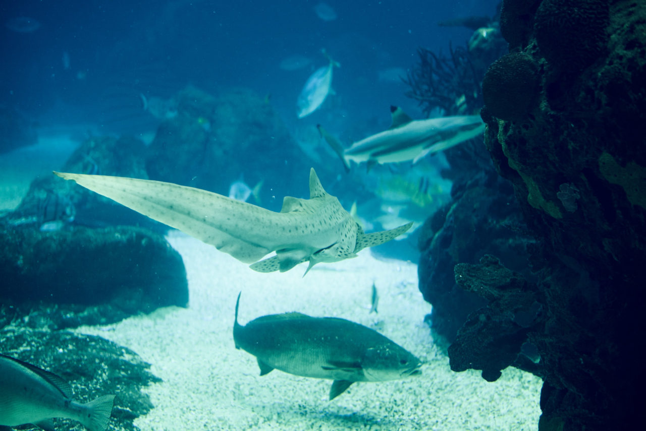 Oceanarium Lisbon Portugal Photographed by Lucian Niculescu