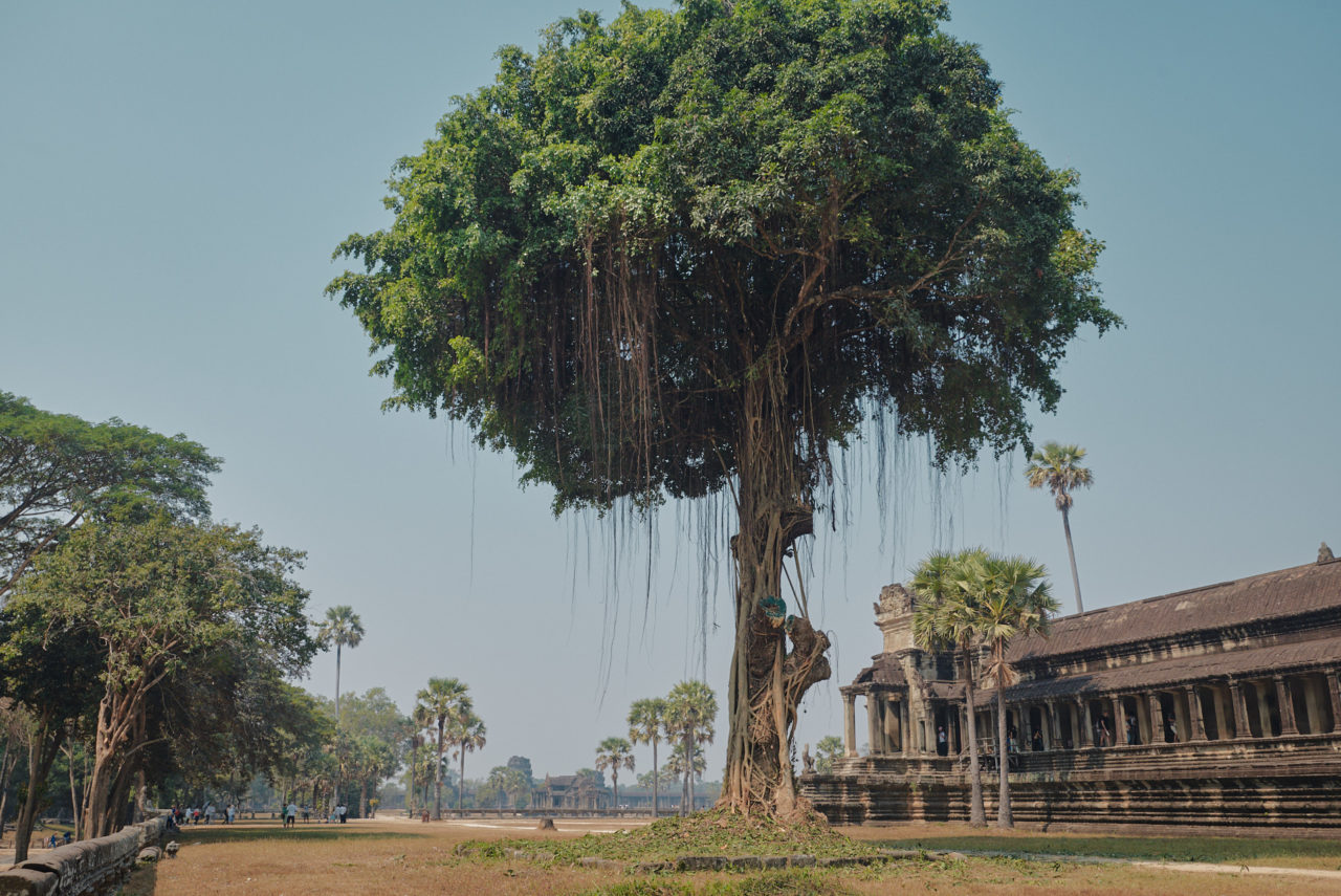 Angkor Archeological Park Cambodia Photographed by Lucian Niculescu