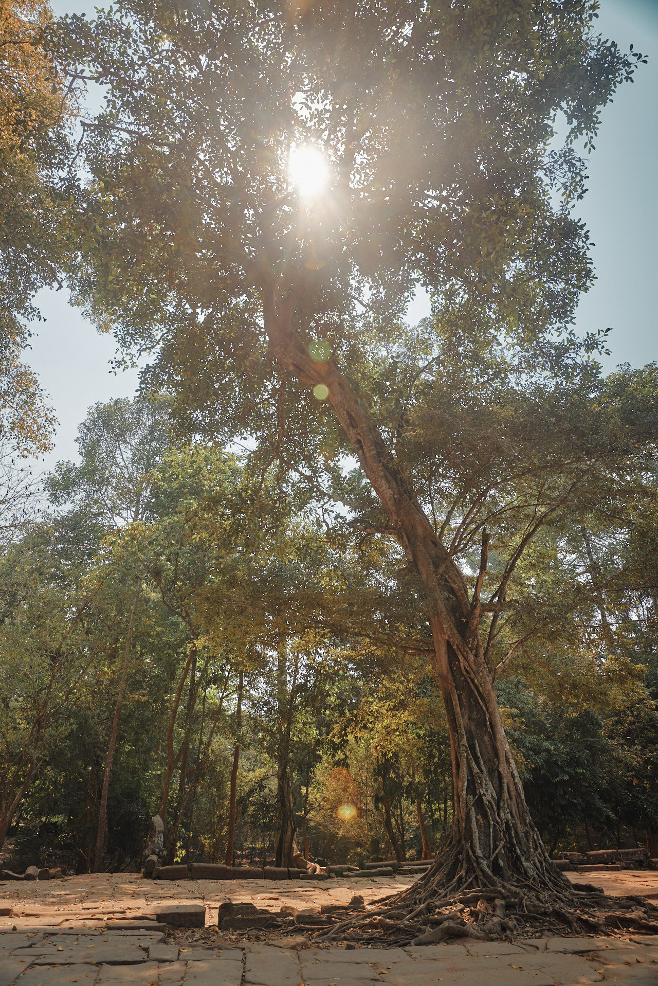 Angkor Archeological Park Cambodia Photographed by Lucian Niculescu