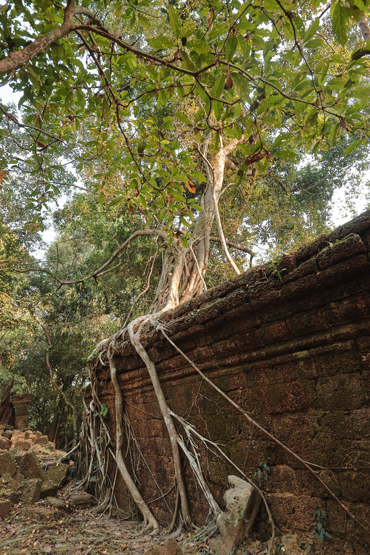 Angkor Archeological Park Cambodia Photographed by Lucian Niculescu
