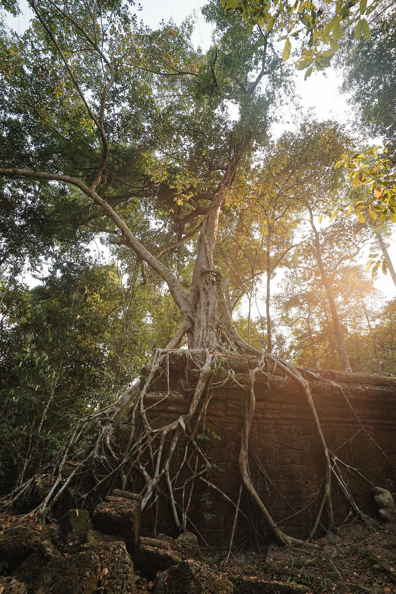 Angkor Archeological Park Cambodia Photographed by Lucian Niculescu