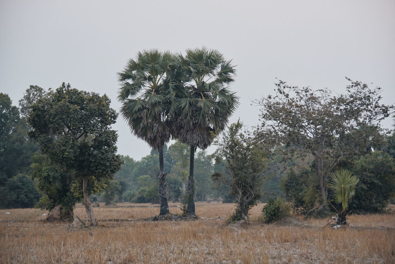 Angkor Archeological Park Cambodia Photographed by Lucian Niculescu