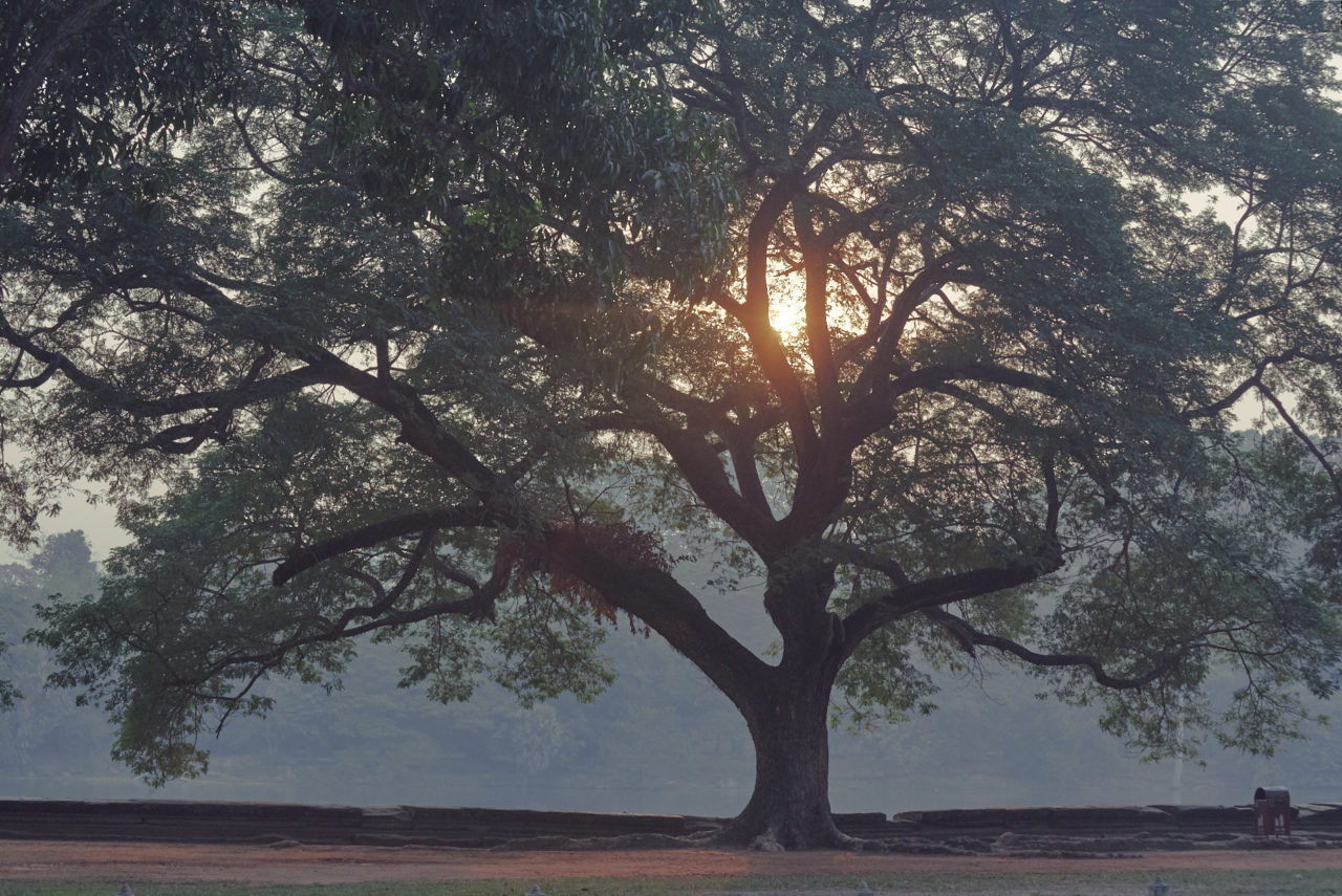 Angkor Archeological Park Cambodia Photographed by Lucian Niculescu
