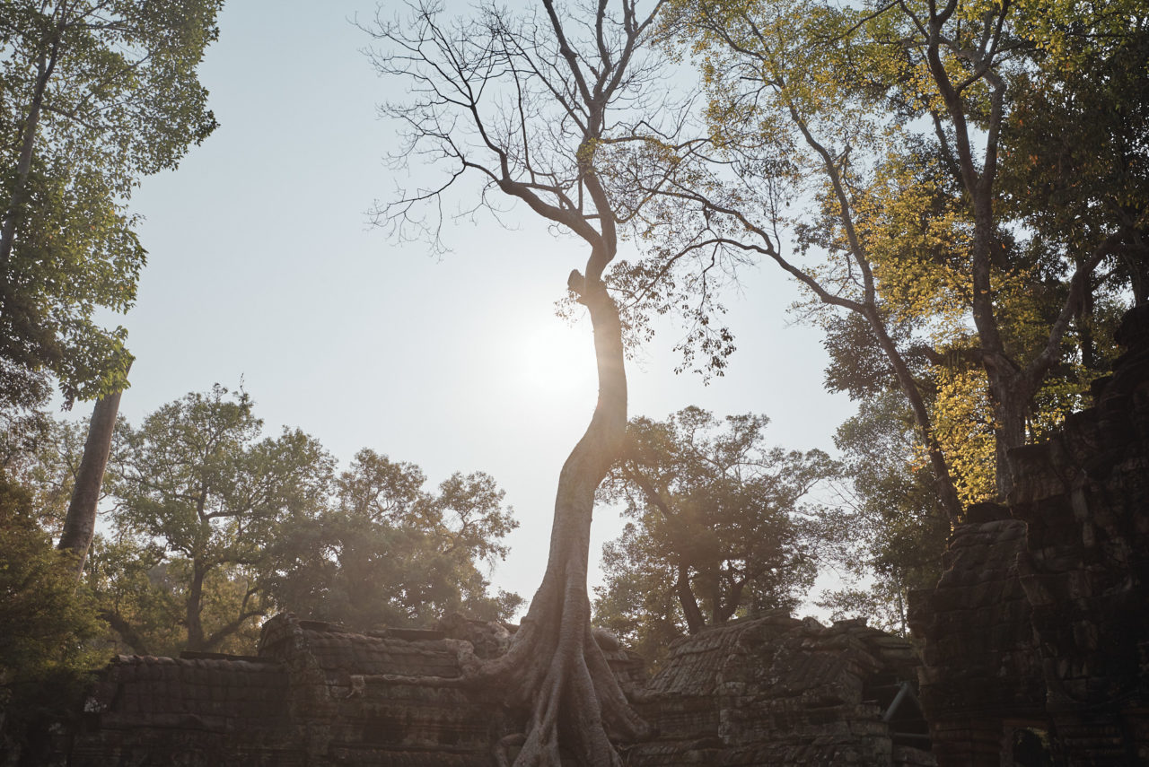 Angkor Archeological Park Cambodia Photographed by Lucian Niculescu