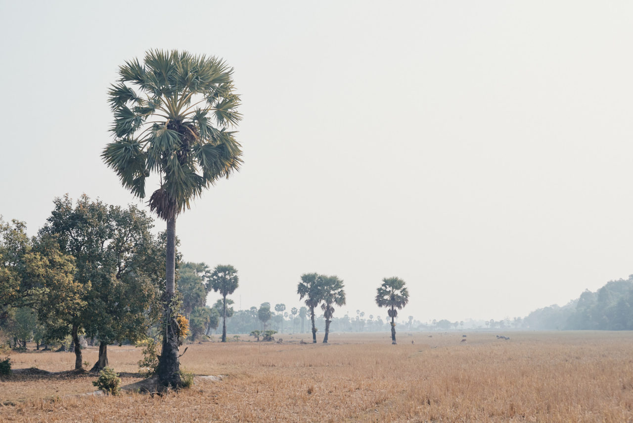 Angkor Archeological Park Cambodia Photographed by Lucian Niculescu