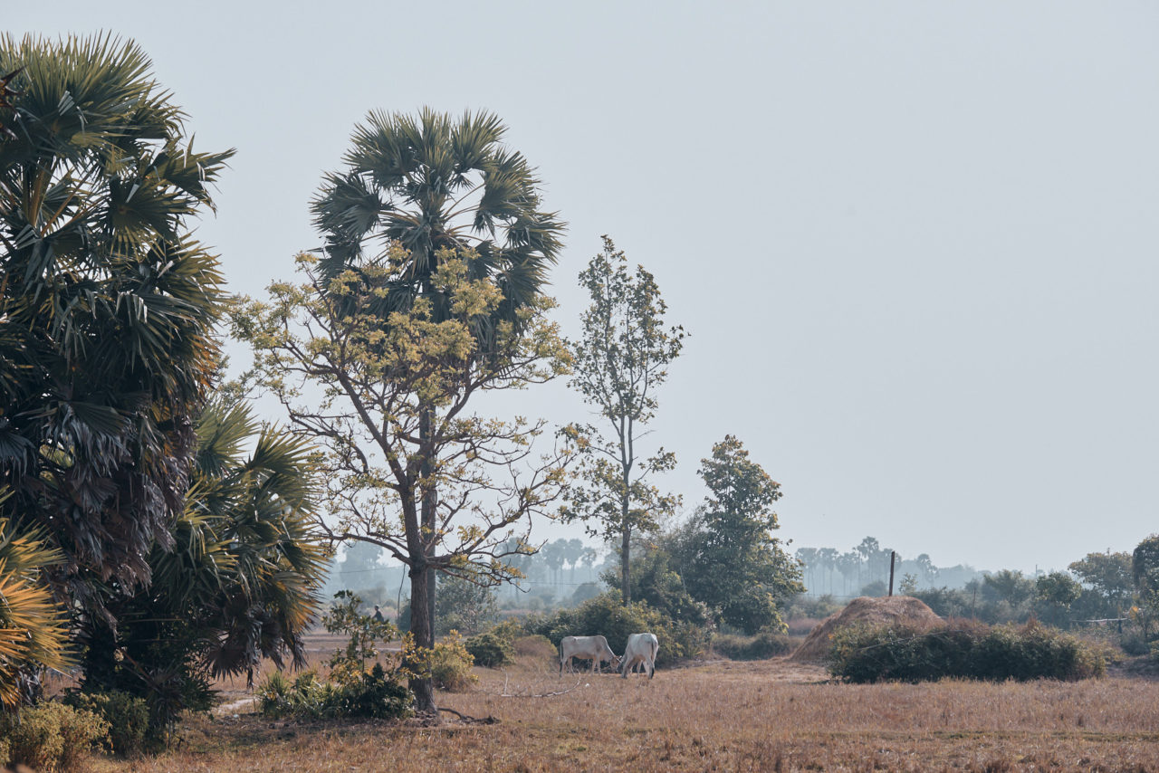 Angkor Archeological Park Cambodia Photographed by Lucian Niculescu