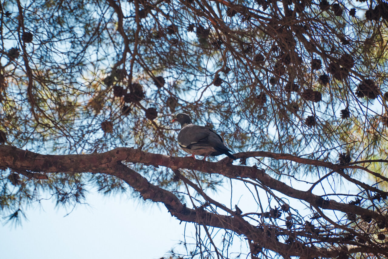 Mallorca Balearic Islands 2019 2024