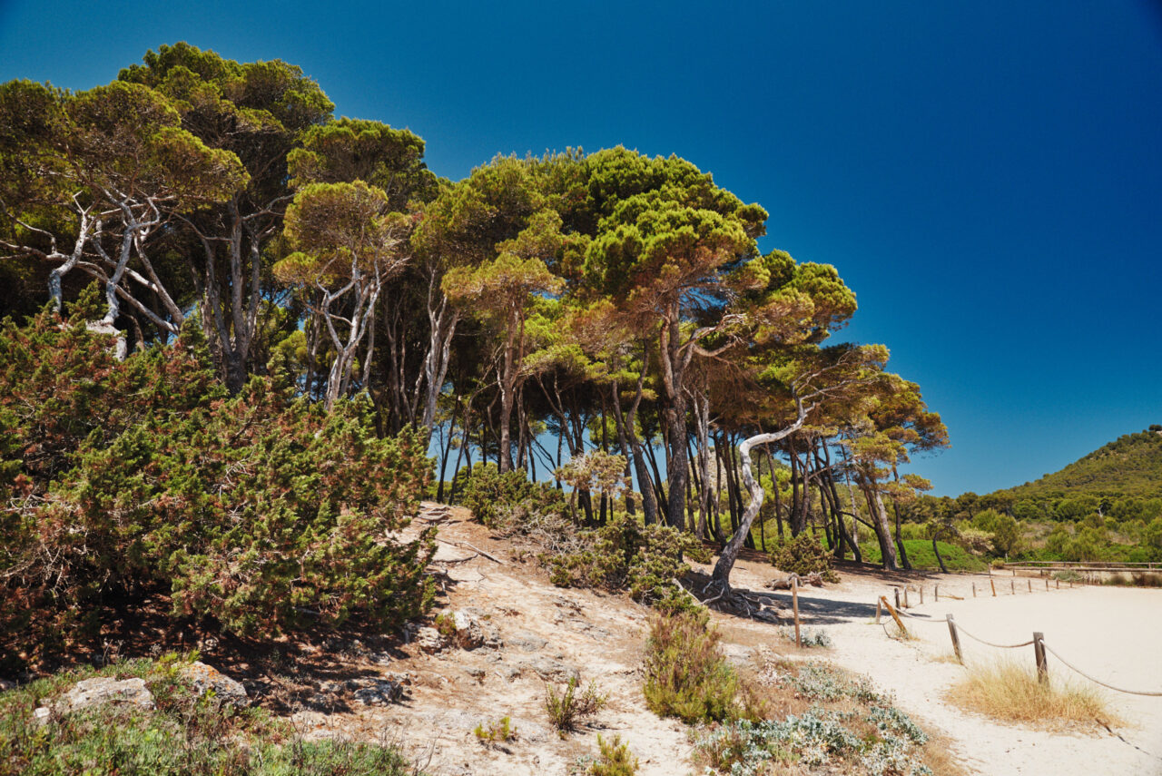 Mallorca Balearic Islands 2019 2024