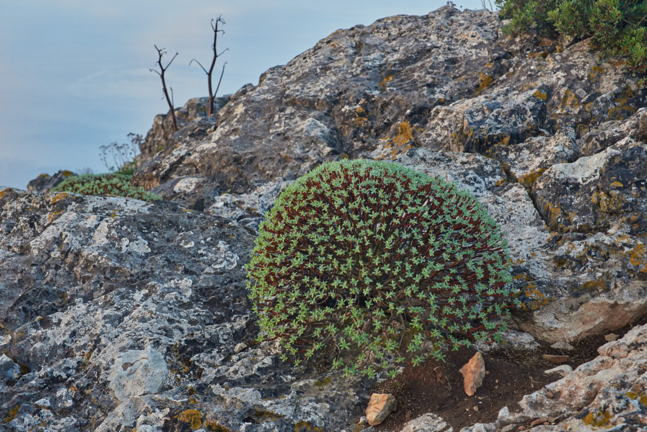 Marettimo Egadi Islands Italy 072