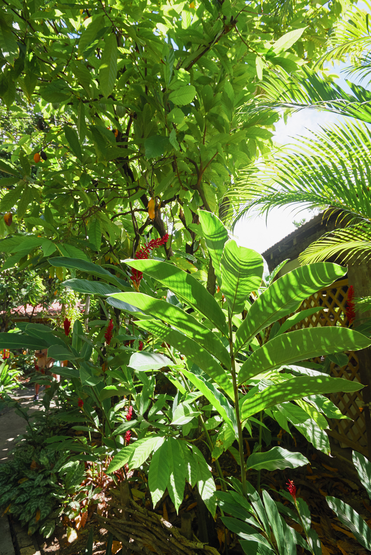 Guadeloupe Caraibes