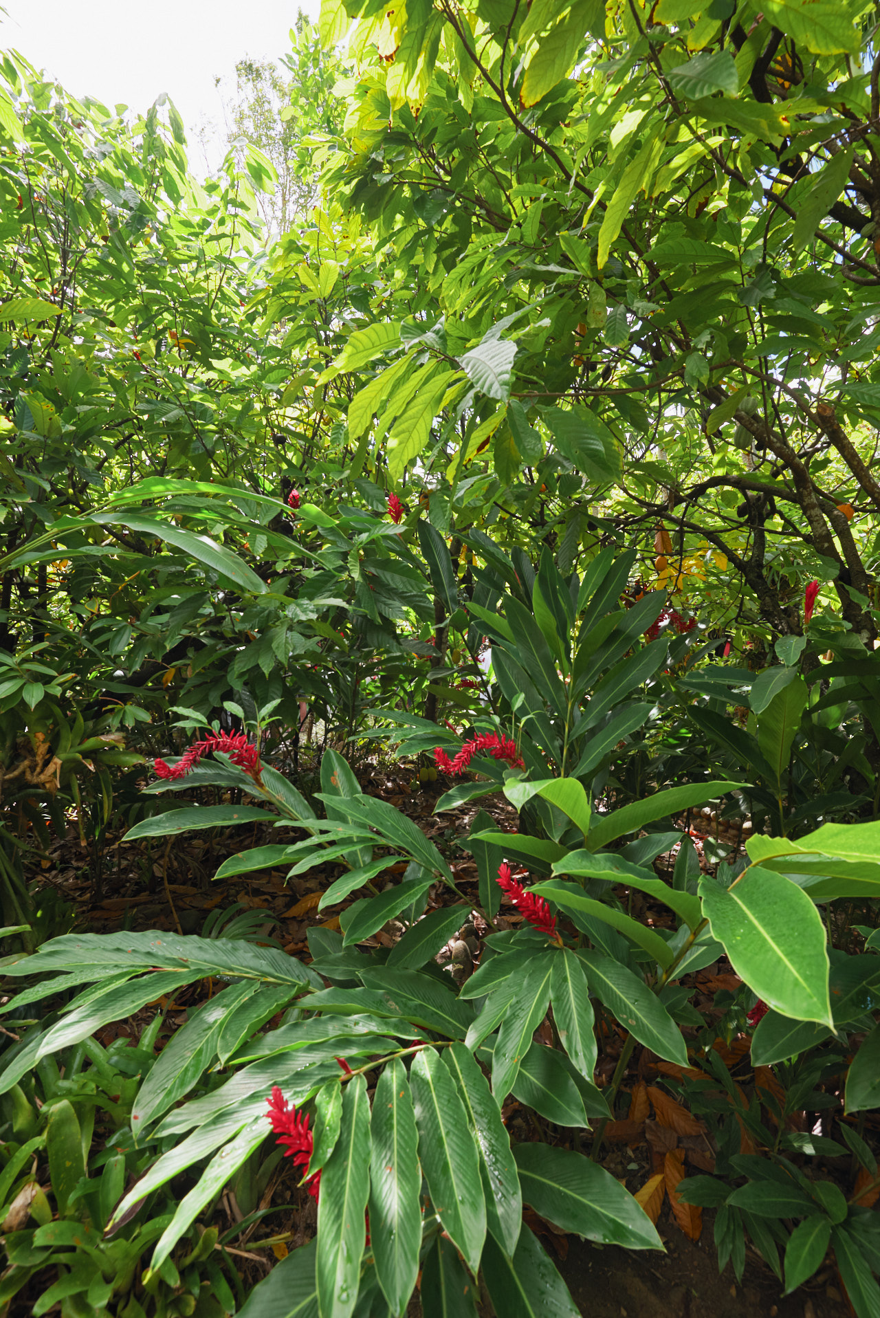 Guadeloupe Caraibes