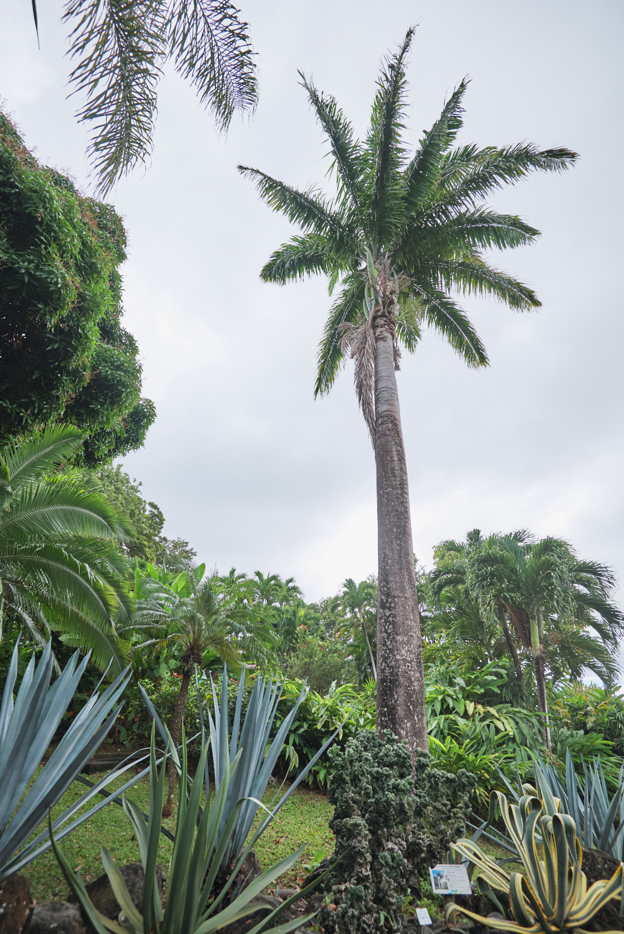 Guadeloupe Caraibes