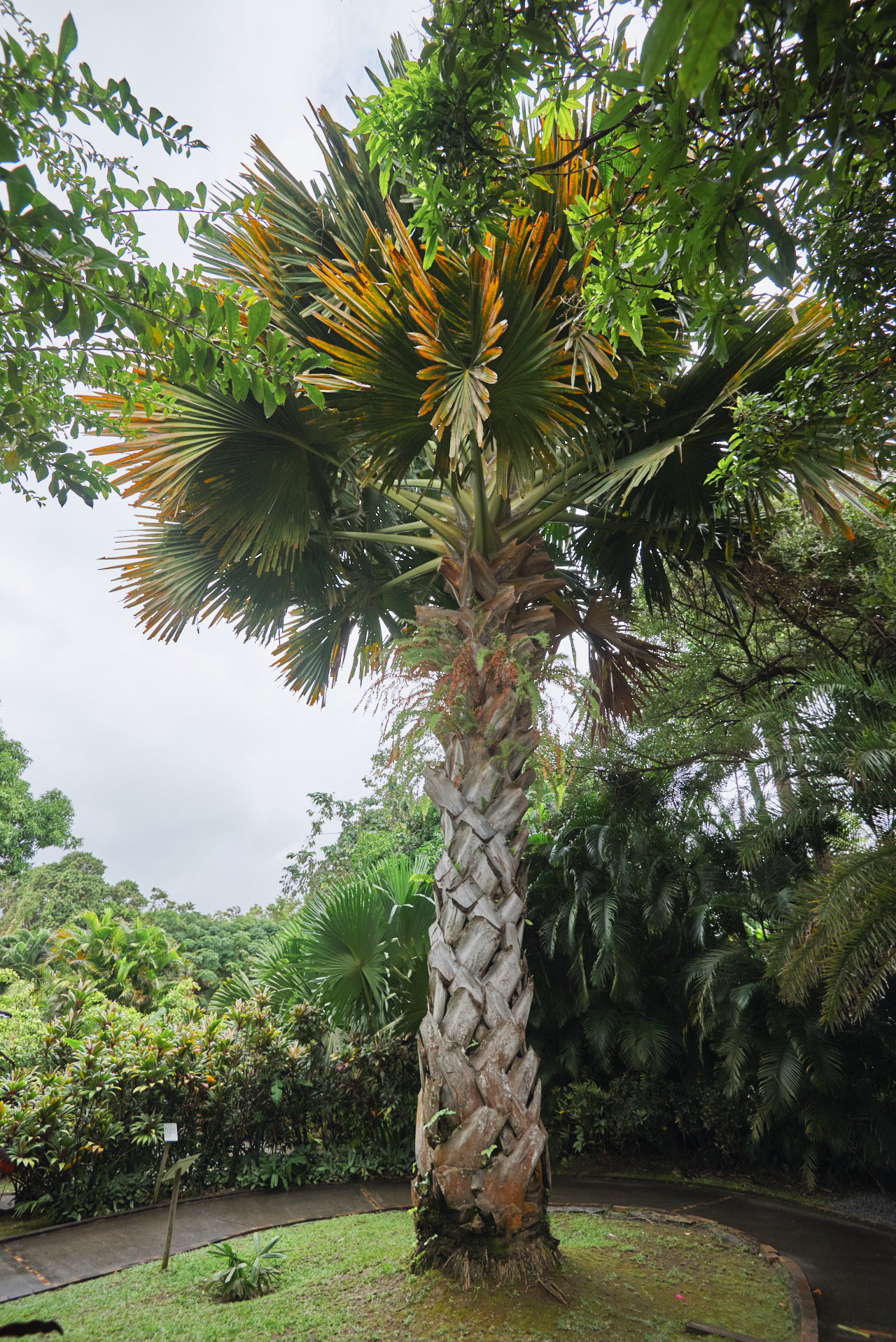 Guadeloupe Caraibes