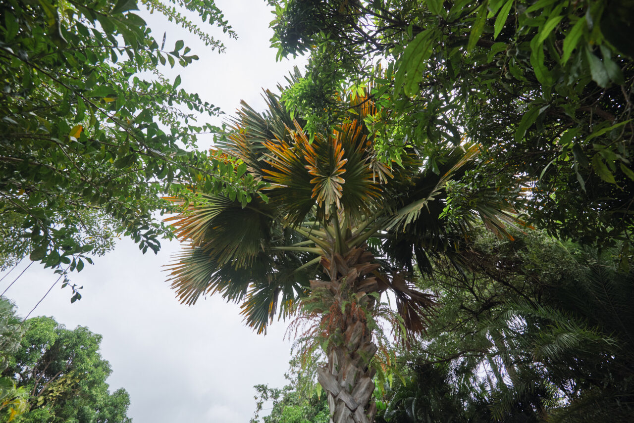 Guadeloupe Caraibes