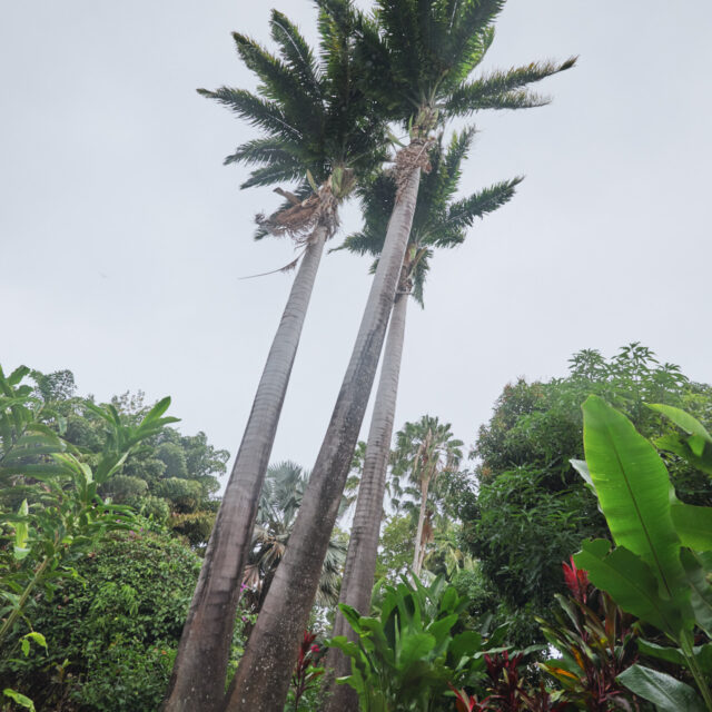 Guadeloupe Jardins, Caraibes