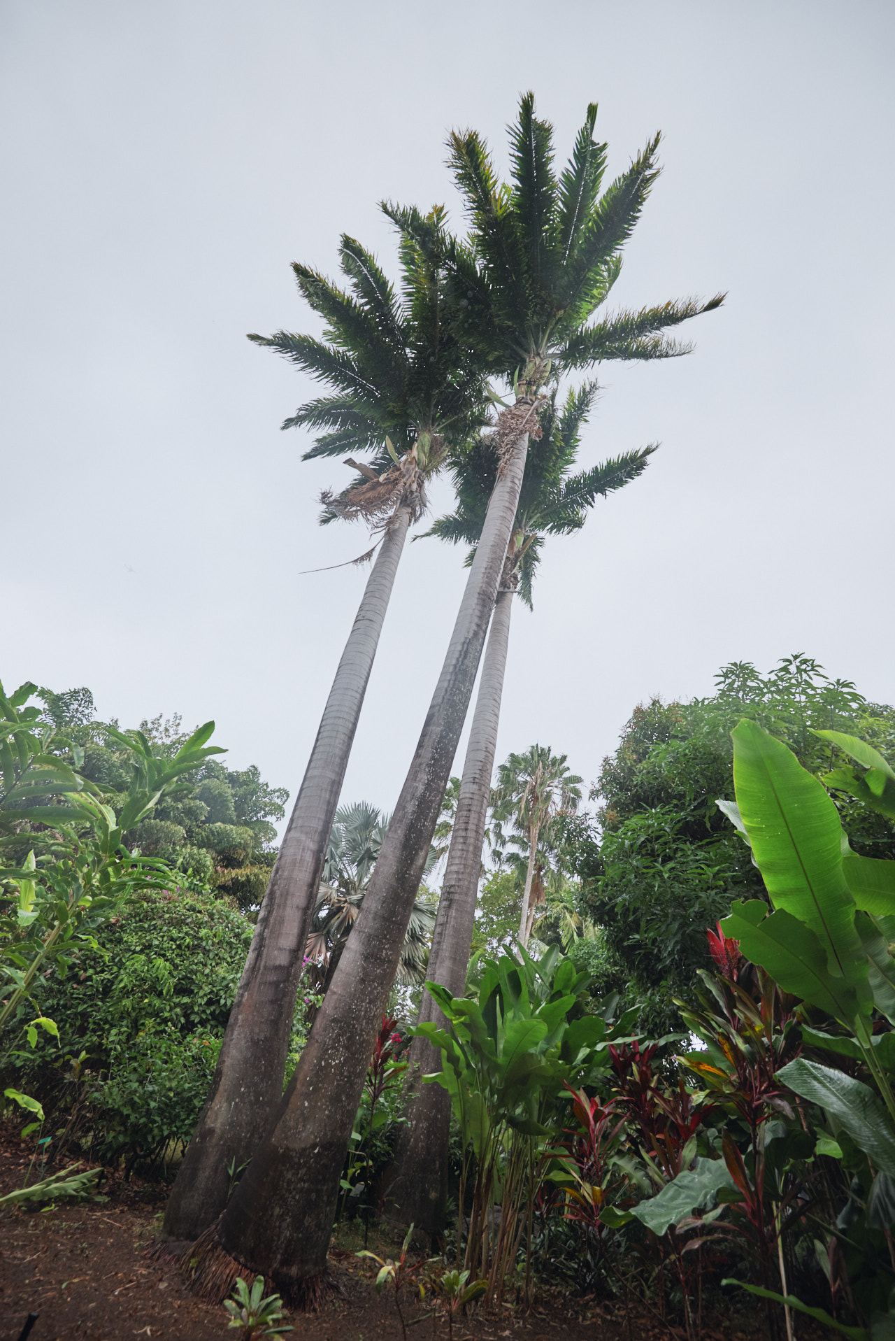 Guadeloupe Caraibes