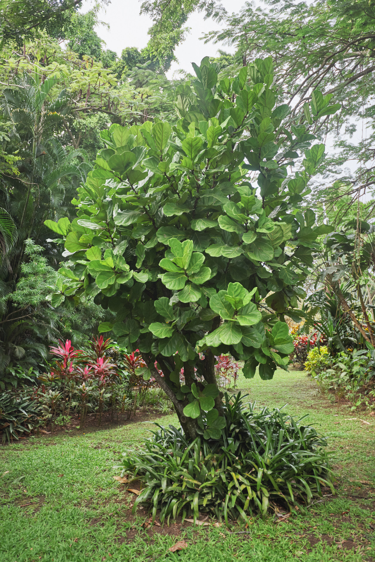 Guadeloupe Caraibes