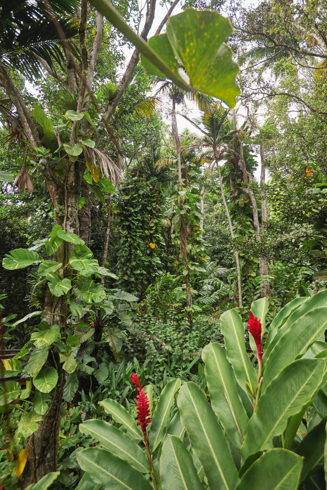 Guadeloupe Caraibes